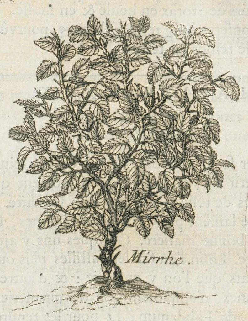 An illustration from Histoire générale des drogues, traitant des plantes, des animaux, & des mineraux ; ouvrage enrichy de plus de quatre cent figures en taille-douce tirées d'aprés nature ; avec un discours qui explique leurs differens noms, les pays d'où elles viennent, la maniere de connoître les veritables d'avec les falsifiées, & leurs proprietez, où l'on découvre l'erreur des anciens & des modernes...par le sieur Pierre Pomet...., 1694, leaf 320