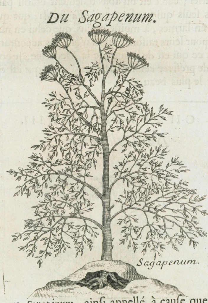 An illustration from Histoire générale des drogues, traitant des plantes, des animaux, & des mineraux ; ouvrage enrichy de plus de quatre cent figures en taille-douce tirées d'aprés nature ; avec un discours qui explique leurs differens noms, les pays d'où elles viennent, la maniere de connoître les veritables d'avec les falsifiées, & leurs proprietez, où l'on découvre l'erreur des anciens & des modernes...par le sieur Pierre Pomet...., 1694, leaf 324