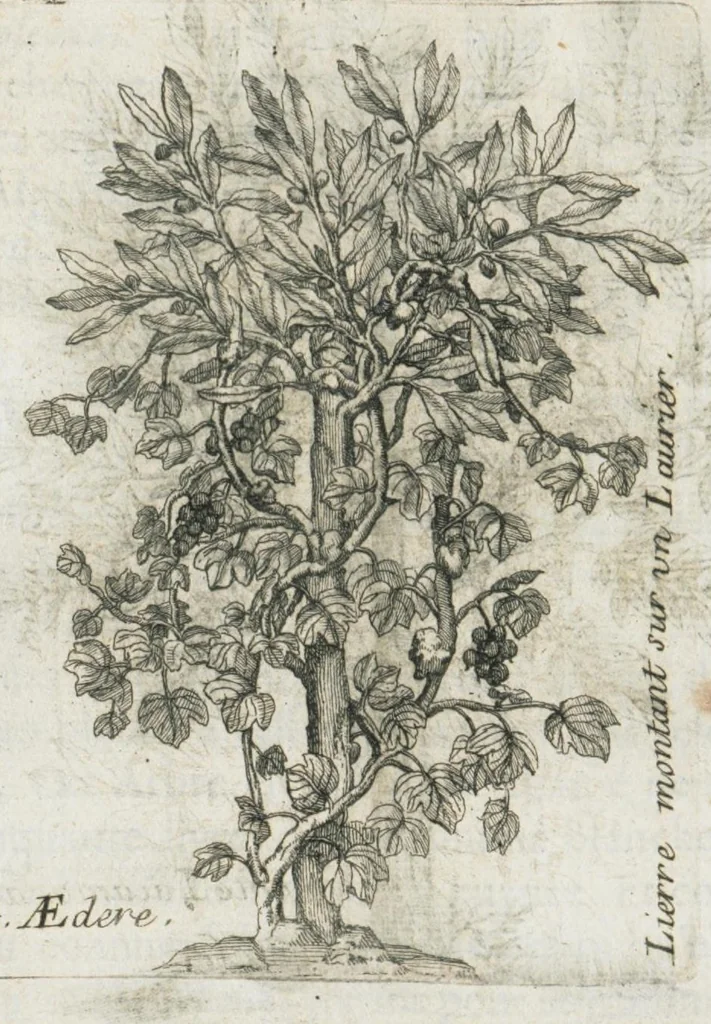 An illustration from Histoire générale des drogues, traitant des plantes, des animaux, & des mineraux ; ouvrage enrichy de plus de quatre cent figures en taille-douce tirées d'aprés nature ; avec un discours qui explique leurs differens noms, les pays d'où elles viennent, la maniere de connoître les veritables d'avec les falsifiées, & leurs proprietez, où l'on découvre l'erreur des anciens & des modernes...par le sieur Pierre Pomet...., 1694, leaf 332
