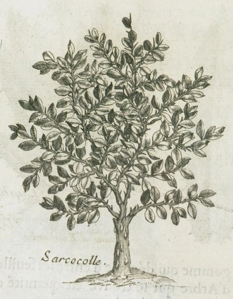 An illustration from Histoire générale des drogues, traitant des plantes, des animaux, & des mineraux ; ouvrage enrichy de plus de quatre cent figures en taille-douce tirées d'aprés nature ; avec un discours qui explique leurs differens noms, les pays d'où elles viennent, la maniere de connoître les veritables d'avec les falsifiées, & leurs proprietez, où l'on découvre l'erreur des anciens & des modernes...par le sieur Pierre Pomet...., 1694, leaf 335