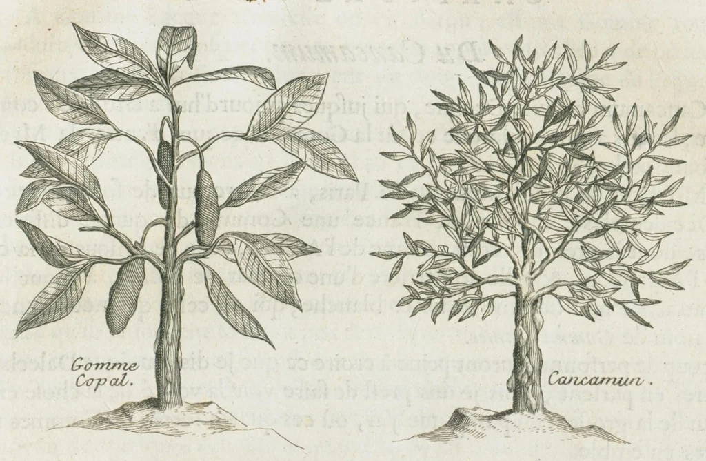 An illustration from Histoire générale des drogues, traitant des plantes, des animaux, & des mineraux ; ouvrage enrichy de plus de quatre cent figures en taille-douce tirées d'aprés nature ; avec un discours qui explique leurs differens noms, les pays d'où elles viennent, la maniere de connoître les veritables d'avec les falsifiées, & leurs proprietez, où l'on découvre l'erreur des anciens & des modernes...par le sieur Pierre Pomet...., 1694, leaf 339