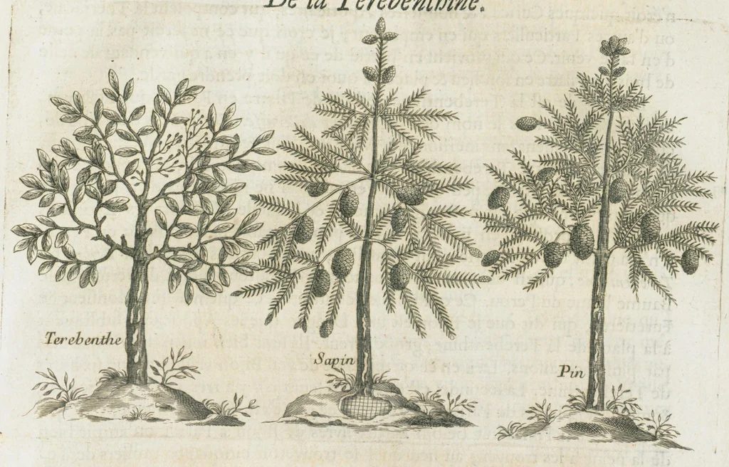 An illustration from Histoire générale des drogues, traitant des plantes, des animaux, & des mineraux ; ouvrage enrichy de plus de quatre cent figures en taille-douce tirées d'aprés nature ; avec un discours qui explique leurs differens noms, les pays d'où elles viennent, la maniere de connoître les veritables d'avec les falsifiées, & leurs proprietez, où l'on découvre l'erreur des anciens & des modernes...par le sieur Pierre Pomet...., 1694, leaf 351