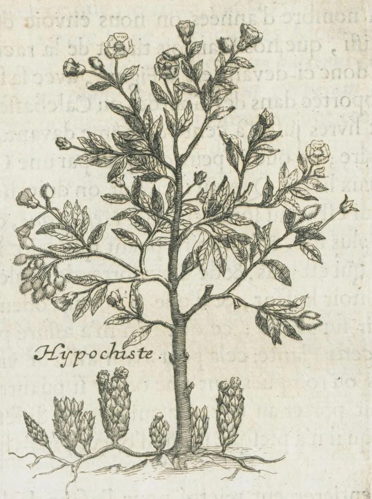 An illustration from Histoire générale des drogues, traitant des plantes, des animaux, & des mineraux ; ouvrage enrichy de plus de quatre cent figures en taille-douce tirées d'aprés nature ; avec un discours qui explique leurs differens noms, les pays d'où elles viennent, la maniere de connoître les veritables d'avec les falsifiées, & leurs proprietez, où l'on découvre l'erreur des anciens & des modernes...par le sieur Pierre Pomet...., 1694, leaf 368