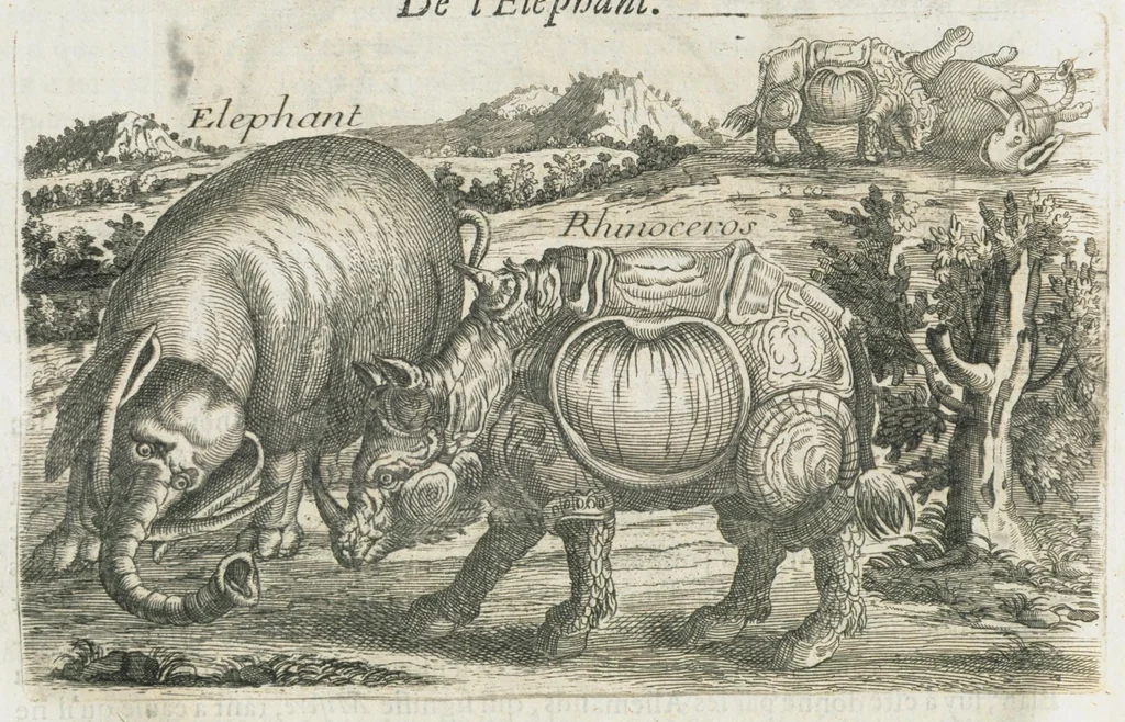 An illustration from Histoire générale des drogues, traitant des plantes, des animaux, & des mineraux ; ouvrage enrichy de plus de quatre cent figures en taille-douce tirées d'aprés nature ; avec un discours qui explique leurs differens noms, les pays d'où elles viennent, la maniere de connoître les veritables d'avec les falsifiées, & leurs proprietez, où l'on découvre l'erreur des anciens & des modernes...par le sieur Pierre Pomet...., 1694, leaf 396