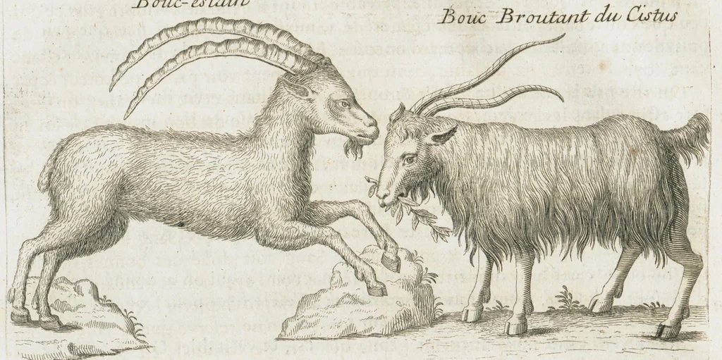 An illustration from Histoire générale des drogues, traitant des plantes, des animaux, & des mineraux ; ouvrage enrichy de plus de quatre cent figures en taille-douce tirées d'aprés nature ; avec un discours qui explique leurs differens noms, les pays d'où elles viennent, la maniere de connoître les veritables d'avec les falsifiées, & leurs proprietez, où l'on découvre l'erreur des anciens & des modernes...par le sieur Pierre Pomet...., 1694, leaf 408