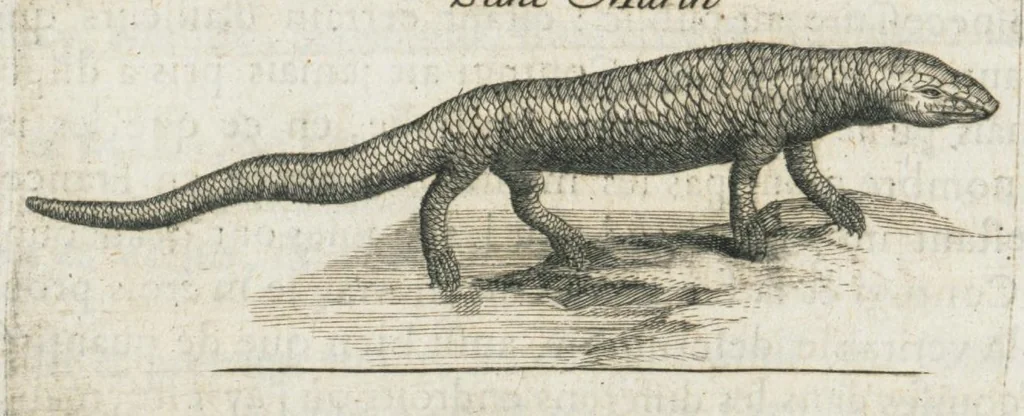 An illustration from Histoire générale des drogues, traitant des plantes, des animaux, & des mineraux ; ouvrage enrichy de plus de quatre cent figures en taille-douce tirées d'aprés nature ; avec un discours qui explique leurs differens noms, les pays d'où elles viennent, la maniere de connoître les veritables d'avec les falsifiées, & leurs proprietez, où l'on découvre l'erreur des anciens & des modernes...par le sieur Pierre Pomet...., 1694, leaf 440