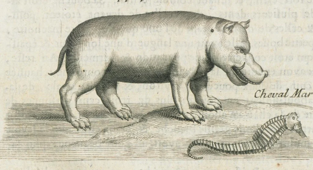 An illustration from Histoire générale des drogues, traitant des plantes, des animaux, & des mineraux ; ouvrage enrichy de plus de quatre cent figures en taille-douce tirées d'aprés nature ; avec un discours qui explique leurs differens noms, les pays d'où elles viennent, la maniere de connoître les veritables d'avec les falsifiées, & leurs proprietez, où l'on découvre l'erreur des anciens & des modernes...par le sieur Pierre Pomet...., 1694, leaf 452