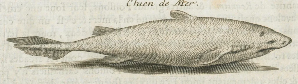 An illustration from Histoire générale des drogues, traitant des plantes, des animaux, & des mineraux ; ouvrage enrichy de plus de quatre cent figures en taille-douce tirées d'aprés nature ; avec un discours qui explique leurs differens noms, les pays d'où elles viennent, la maniere de connoître les veritables d'avec les falsifiées, & leurs proprietez, où l'on découvre l'erreur des anciens & des modernes...par le sieur Pierre Pomet...., 1694, leaf 460