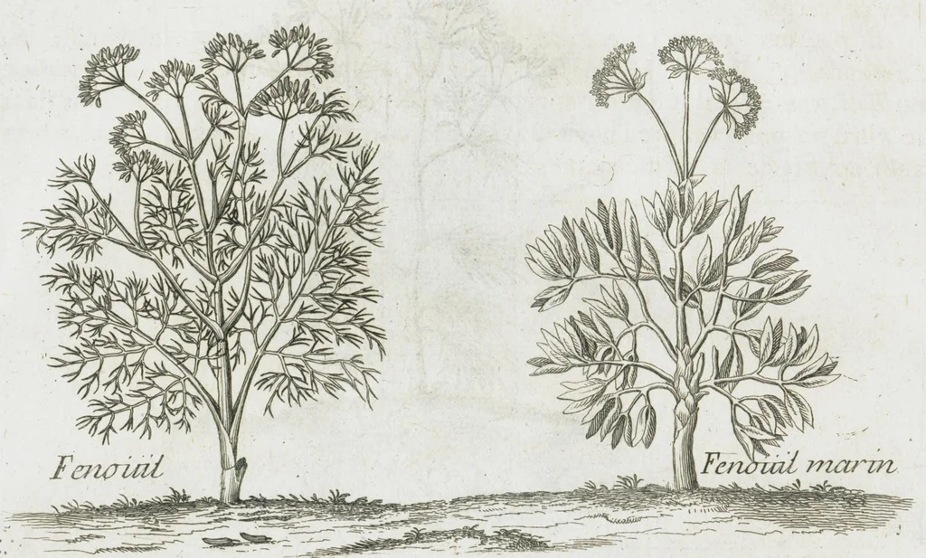An illustration from Histoire générale des drogues, traitant des plantes, des animaux, & des mineraux ; ouvrage enrichy de plus de quatre cent figures en taille-douce tirées d'aprés nature ; avec un discours qui explique leurs differens noms, les pays d'où elles viennent, la maniere de connoître les veritables d'avec les falsifiées, & leurs proprietez, où l'on découvre l'erreur des anciens & des modernes...par le sieur Pierre Pomet...., 1694, leaf 48
