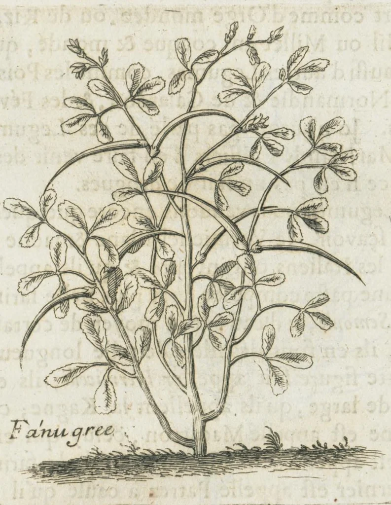 An illustration from Histoire générale des drogues, traitant des plantes, des animaux, & des mineraux ; ouvrage enrichy de plus de quatre cent figures en taille-douce tirées d'aprés nature ; avec un discours qui explique leurs differens noms, les pays d'où elles viennent, la maniere de connoître les veritables d'avec les falsifiées, & leurs proprietez, où l'on découvre l'erreur des anciens & des modernes...par le sieur Pierre Pomet...., 1694, leaf 56
