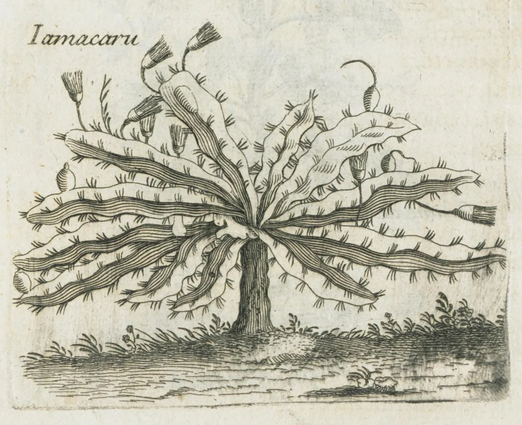 An illustration from Histoire générale des drogues, traitant des plantes, des animaux, & des mineraux ; ouvrage enrichy de plus de quatre cent figures en taille-douce tirées d'aprés nature ; avec un discours qui explique leurs differens noms, les pays d'où elles viennent, la maniere de connoître les veritables d'avec les falsifiées, & leurs proprietez, où l'on découvre l'erreur des anciens & des modernes...par le sieur Pierre Pomet...., 1694, leaf 66