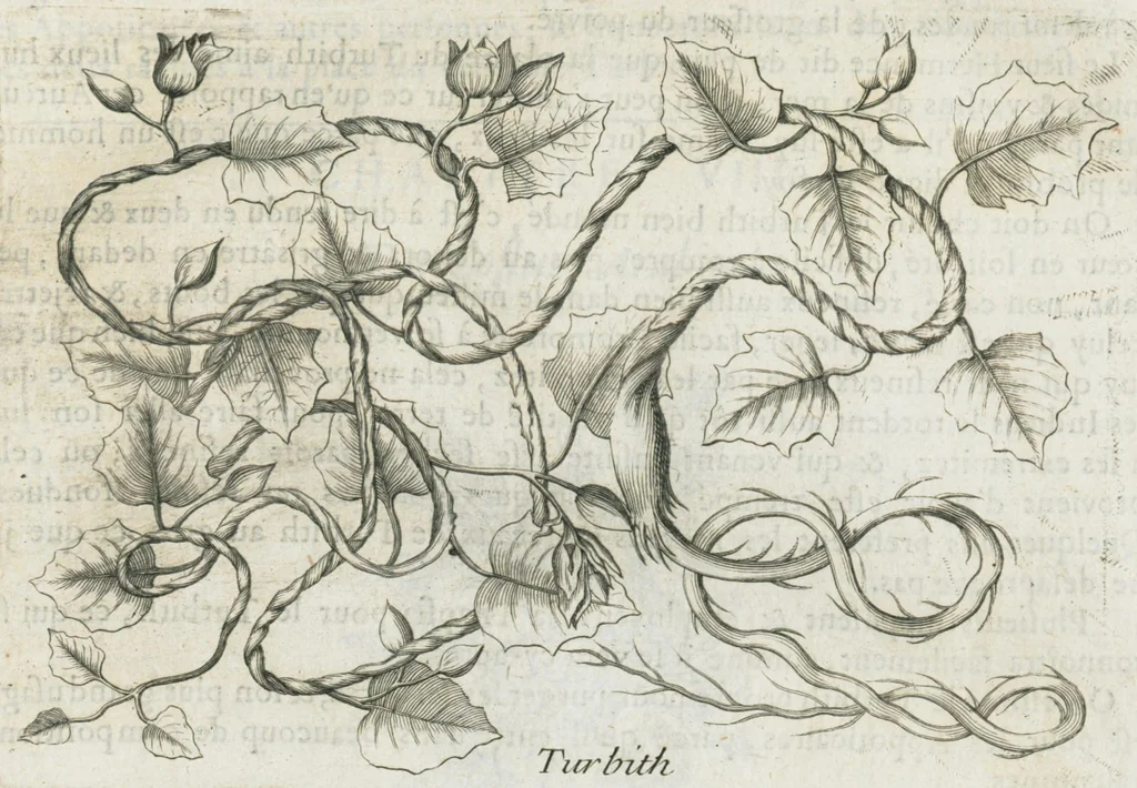 An illustration from Histoire générale des drogues, traitant des plantes, des animaux, & des mineraux ; ouvrage enrichy de plus de quatre cent figures en taille-douce tirées d'aprés nature ; avec un discours qui explique leurs differens noms, les pays d'où elles viennent, la maniere de connoître les veritables d'avec les falsifiées, & leurs proprietez, où l'on découvre l'erreur des anciens & des modernes...par le sieur Pierre Pomet...., 1694, leaf 93