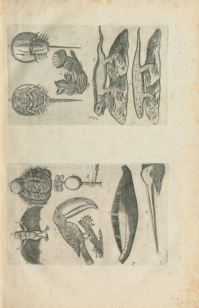 An illustration from Les Oeuvres de Jacques et Paul Contant pere et fils maistres apoticaires de la ville de Poictiers. Divisées en cinq traictez. 1. Les Commentaires sur Dioscoride. 2. Le Second Eden. 3. Exagoge mirabilium naturae è Gazophylacio. 4. Synopsis plantarum cum ethymologiis. 5. Le Jardin & Cabinet poëtique. Avec les figures des plantes en taille douce., 1628, leaf 23