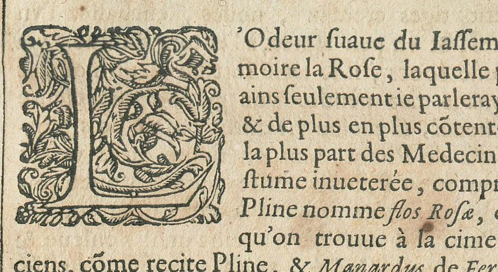 An illustration from Les Oeuvres de Jacques et Paul Contant pere et fils maistres apoticaires de la ville de Poictiers. Divisées en cinq traictez. 1. Les Commentaires sur Dioscoride. 2. Le Second Eden. 3. Exagoge mirabilium naturae è Gazophylacio. 4. Synopsis plantarum cum ethymologiis. 5. Le Jardin & Cabinet poëtique. Avec les figures des plantes en taille douce., 1628, leaf 271