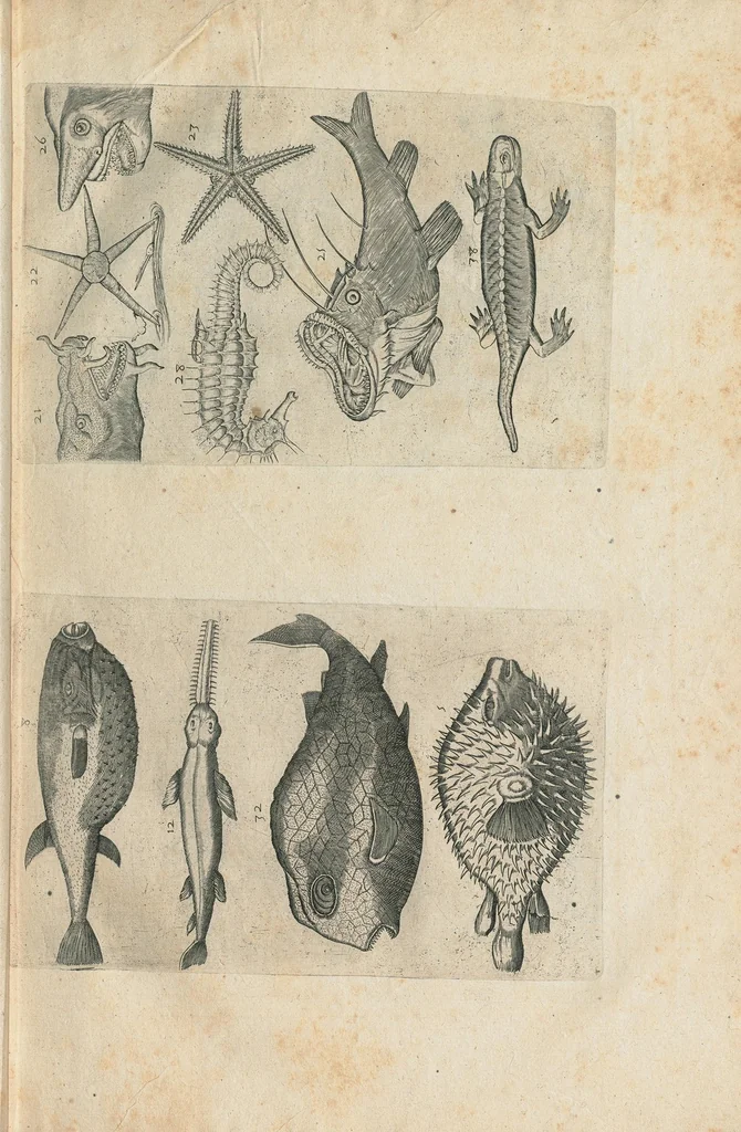 An illustration from Les Oeuvres de Jacques et Paul Contant pere et fils maistres apoticaires de la ville de Poictiers. Divisées en cinq traictez. 1. Les Commentaires sur Dioscoride. 2. Le Second Eden. 3. Exagoge mirabilium naturae è Gazophylacio. 4. Synopsis plantarum cum ethymologiis. 5. Le Jardin & Cabinet poëtique. Avec les figures des plantes en taille douce., 1628, leaf 29