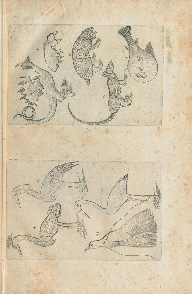 An illustration from Les Oeuvres de Jacques et Paul Contant pere et fils maistres apoticaires de la ville de Poictiers. Divisées en cinq traictez. 1. Les Commentaires sur Dioscoride. 2. Le Second Eden. 3. Exagoge mirabilium naturae è Gazophylacio. 4. Synopsis plantarum cum ethymologiis. 5. Le Jardin & Cabinet poëtique. Avec les figures des plantes en taille douce., 1628, leaf 31