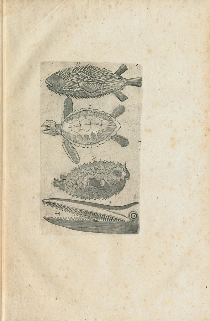 An illustration from Les Oeuvres de Jacques et Paul Contant pere et fils maistres apoticaires de la ville de Poictiers. Divisées en cinq traictez. 1. Les Commentaires sur Dioscoride. 2. Le Second Eden. 3. Exagoge mirabilium naturae è Gazophylacio. 4. Synopsis plantarum cum ethymologiis. 5. Le Jardin & Cabinet poëtique. Avec les figures des plantes en taille douce., 1628, leaf 33