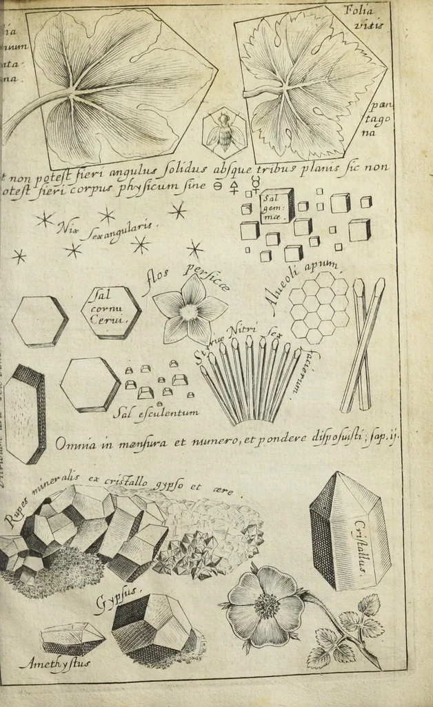 An illustration from Philosophia pyrotechnica. Wilielmi Davissoni, nobilis Scoti, doctoris medici. Seu Cursus chymiatricus, nobilissima illa & exoptatissima medicinæ parte pyrotechnica instructus…, 1640, leaf 703