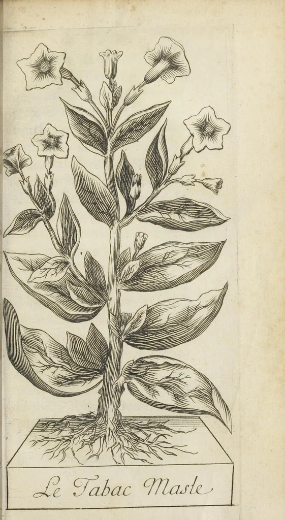 An illustration from Histoire du tabac, ou il est traité particulierement du tabac en poudre. Par Monsieur de Prade., 1677, leaf 45