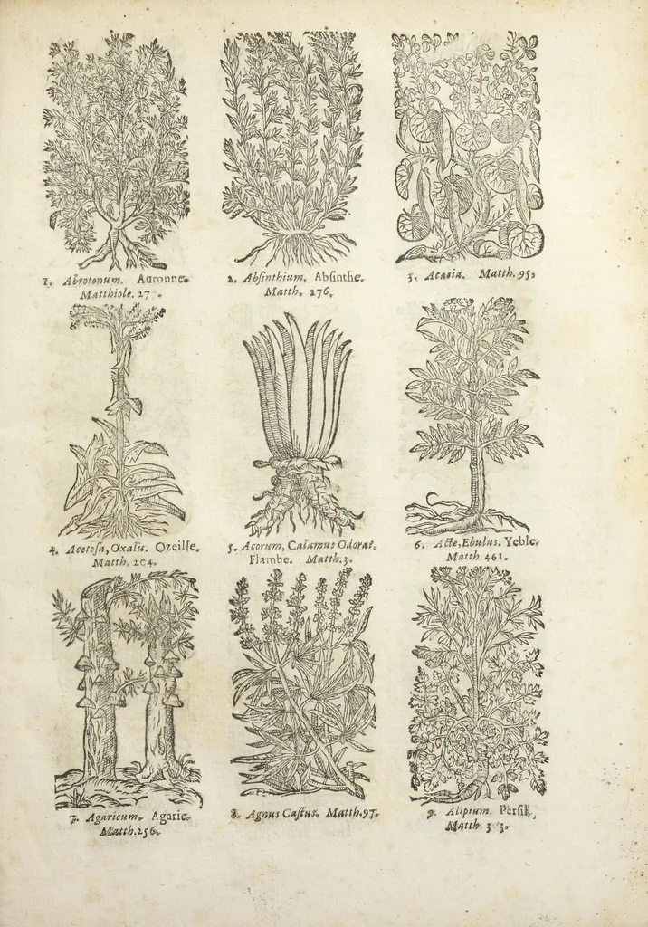 An illustration from Le Cours de médecine en francois, contenant le Miroir de beauté et santé corporelle. Par M. Louys Guyon Dolois, Sieur de la Nauche, Docteur en medecine. Et la Théorie avec un accomplissement de practique selon les principes tant dogmatiques, que chymiques, adjoustées à cette quatriesme edition. Avec une infinité d'observations, secrets & experiences, suivant la doctrine, tant des anciens que des modernes medecins, qui ont inventé & decouvert la circulation du sang, les veines lactées, leur receptacle, les vases lymphées, & autres nouveautez anatomiques & spagyriques : inconnues auparavant. A l'usage des medecins, chirurgiens, apothicaires, & autres ; Et utile aux communautez, hospitaux, & maison de campagne. Par M. Lazare Meyssonnier conseiller & medecin ordinaire du Roy, & de S.A.R. docteur de l'université de Montpellier, & professeur aggregé au College des medecins à Lyon. Où ont esté jointes les figures des plantes necessaires, & celles de l'anatomie en taille douce, pour se servir utilement de ce livre., 1664, leaf 785