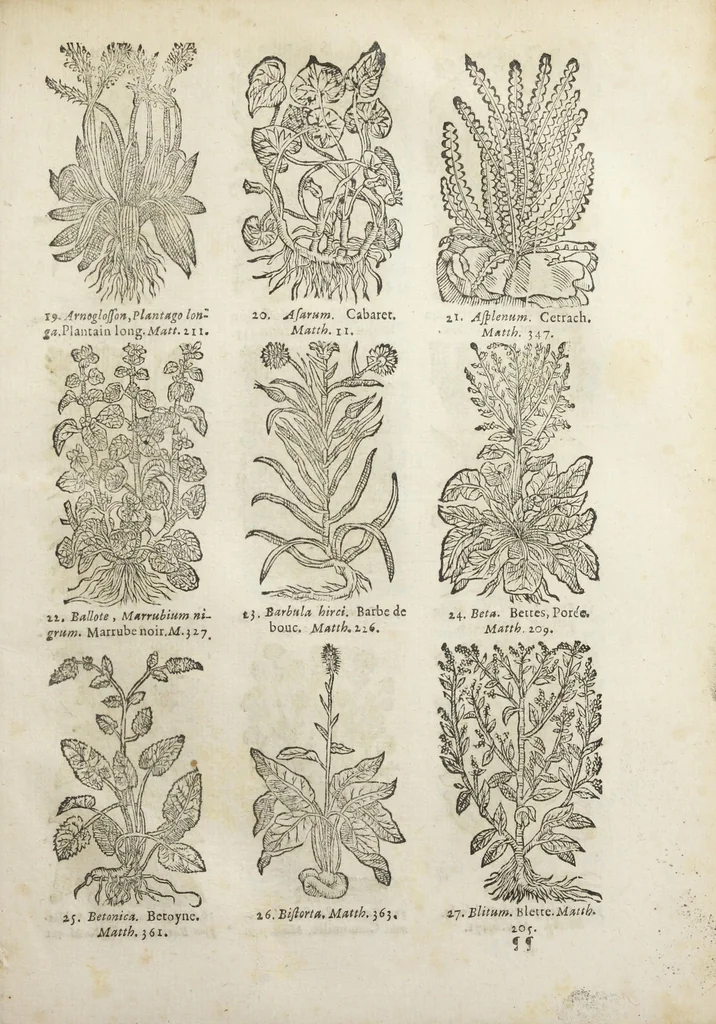 An illustration from Le Cours de médecine en francois, contenant le Miroir de beauté et santé corporelle. Par M. Louys Guyon Dolois, Sieur de la Nauche, Docteur en medecine. Et la Théorie avec un accomplissement de practique selon les principes tant dogmatiques, que chymiques, adjoustées à cette quatriesme edition. Avec une infinité d'observations, secrets & experiences, suivant la doctrine, tant des anciens que des modernes medecins, qui ont inventé & decouvert la circulation du sang, les veines lactées, leur receptacle, les vases lymphées, & autres nouveautez anatomiques & spagyriques : inconnues auparavant. A l'usage des medecins, chirurgiens, apothicaires, & autres ; Et utile aux communautez, hospitaux, & maison de campagne. Par M. Lazare Meyssonnier conseiller & medecin ordinaire du Roy, & de S.A.R. docteur de l'université de Montpellier, & professeur aggregé au College des medecins à Lyon. Où ont esté jointes les figures des plantes necessaires, & celles de l'anatomie en taille douce, pour se servir utilement de ce livre., 1664, leaf 787
