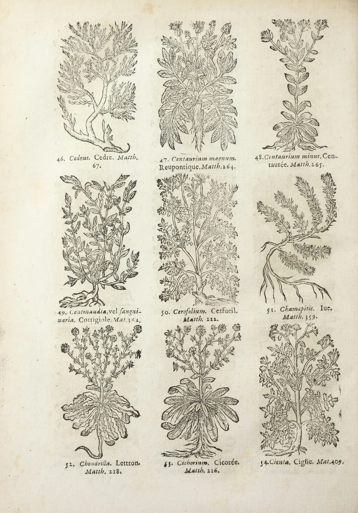 An illustration from Le Cours de médecine en francois, contenant le Miroir de beauté et santé corporelle. Par M. Louys Guyon Dolois, Sieur de la Nauche, Docteur en medecine. Et la Théorie avec un accomplissement de practique selon les principes tant dogmatiques, que chymiques, adjoustées à cette quatriesme edition. Avec une infinité d'observations, secrets & experiences, suivant la doctrine, tant des anciens que des modernes medecins, qui ont inventé & decouvert la circulation du sang, les veines lactées, leur receptacle, les vases lymphées, & autres nouveautez anatomiques & spagyriques : inconnues auparavant. A l'usage des medecins, chirurgiens, apothicaires, & autres ; Et utile aux communautez, hospitaux, & maison de campagne. Par M. Lazare Meyssonnier conseiller & medecin ordinaire du Roy, & de S.A.R. docteur de l'université de Montpellier, & professeur aggregé au College des medecins à Lyon. Où ont esté jointes les figures des plantes necessaires, & celles de l'anatomie en taille douce, pour se servir utilement de ce livre., 1664, leaf 790