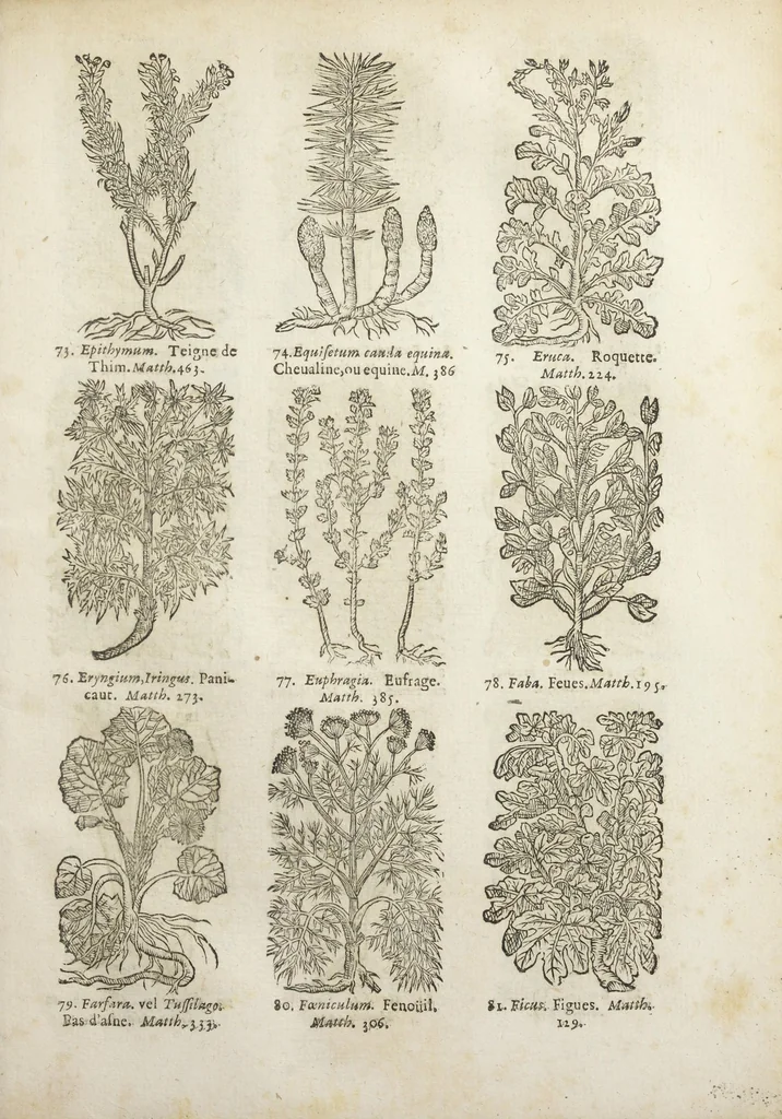 An illustration from Le Cours de médecine en francois, contenant le Miroir de beauté et santé corporelle. Par M. Louys Guyon Dolois, Sieur de la Nauche, Docteur en medecine. Et la Théorie avec un accomplissement de practique selon les principes tant dogmatiques, que chymiques, adjoustées à cette quatriesme edition. Avec une infinité d'observations, secrets & experiences, suivant la doctrine, tant des anciens que des modernes medecins, qui ont inventé & decouvert la circulation du sang, les veines lactées, leur receptacle, les vases lymphées, & autres nouveautez anatomiques & spagyriques : inconnues auparavant. A l'usage des medecins, chirurgiens, apothicaires, & autres ; Et utile aux communautez, hospitaux, & maison de campagne. Par M. Lazare Meyssonnier conseiller & medecin ordinaire du Roy, & de S.A.R. docteur de l'université de Montpellier, & professeur aggregé au College des medecins à Lyon. Où ont esté jointes les figures des plantes necessaires, & celles de l'anatomie en taille douce, pour se servir utilement de ce livre., 1664, leaf 793