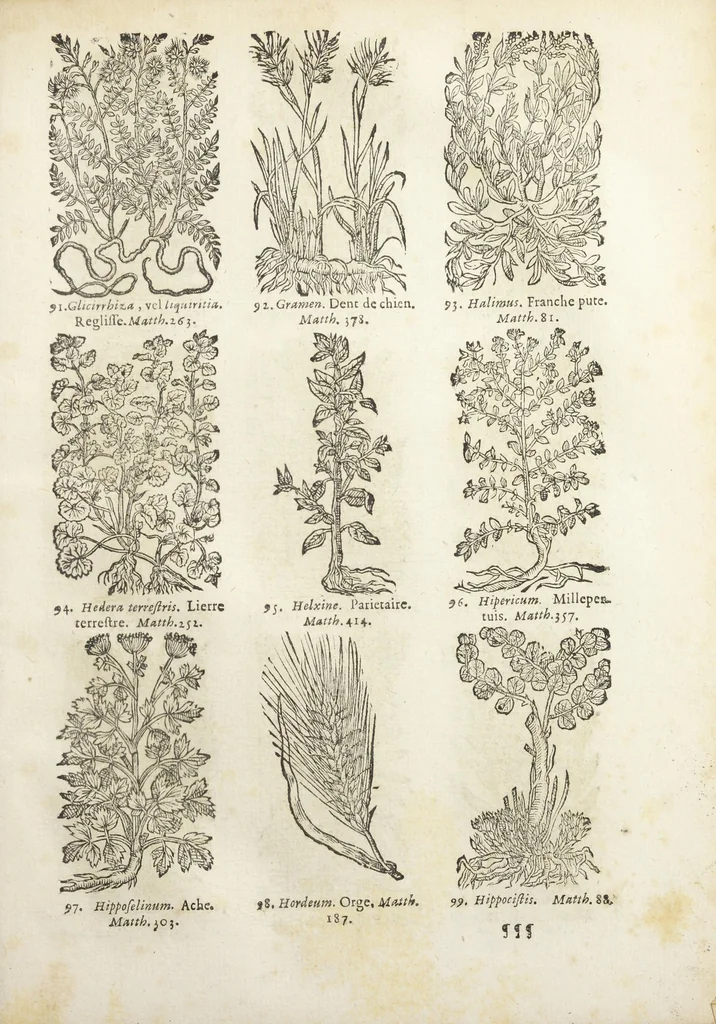 An illustration from Le Cours de médecine en francois, contenant le Miroir de beauté et santé corporelle. Par M. Louys Guyon Dolois, Sieur de la Nauche, Docteur en medecine. Et la Théorie avec un accomplissement de practique selon les principes tant dogmatiques, que chymiques, adjoustées à cette quatriesme edition. Avec une infinité d'observations, secrets & experiences, suivant la doctrine, tant des anciens que des modernes medecins, qui ont inventé & decouvert la circulation du sang, les veines lactées, leur receptacle, les vases lymphées, & autres nouveautez anatomiques & spagyriques : inconnues auparavant. A l'usage des medecins, chirurgiens, apothicaires, & autres ; Et utile aux communautez, hospitaux, & maison de campagne. Par M. Lazare Meyssonnier conseiller & medecin ordinaire du Roy, & de S.A.R. docteur de l'université de Montpellier, & professeur aggregé au College des medecins à Lyon. Où ont esté jointes les figures des plantes necessaires, & celles de l'anatomie en taille douce, pour se servir utilement de ce livre., 1664, leaf 795