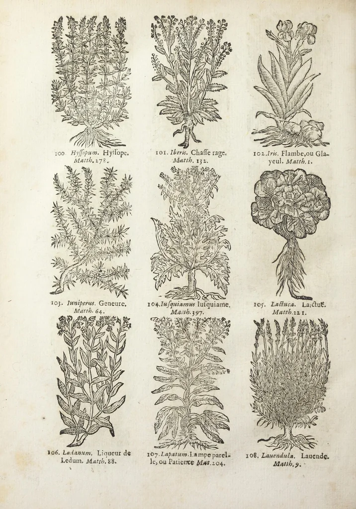 An illustration from Le Cours de médecine en francois, contenant le Miroir de beauté et santé corporelle. Par M. Louys Guyon Dolois, Sieur de la Nauche, Docteur en medecine. Et la Théorie avec un accomplissement de practique selon les principes tant dogmatiques, que chymiques, adjoustées à cette quatriesme edition. Avec une infinité d'observations, secrets & experiences, suivant la doctrine, tant des anciens que des modernes medecins, qui ont inventé & decouvert la circulation du sang, les veines lactées, leur receptacle, les vases lymphées, & autres nouveautez anatomiques & spagyriques : inconnues auparavant. A l'usage des medecins, chirurgiens, apothicaires, & autres ; Et utile aux communautez, hospitaux, & maison de campagne. Par M. Lazare Meyssonnier conseiller & medecin ordinaire du Roy, & de S.A.R. docteur de l'université de Montpellier, & professeur aggregé au College des medecins à Lyon. Où ont esté jointes les figures des plantes necessaires, & celles de l'anatomie en taille douce, pour se servir utilement de ce livre., 1664, leaf 796
