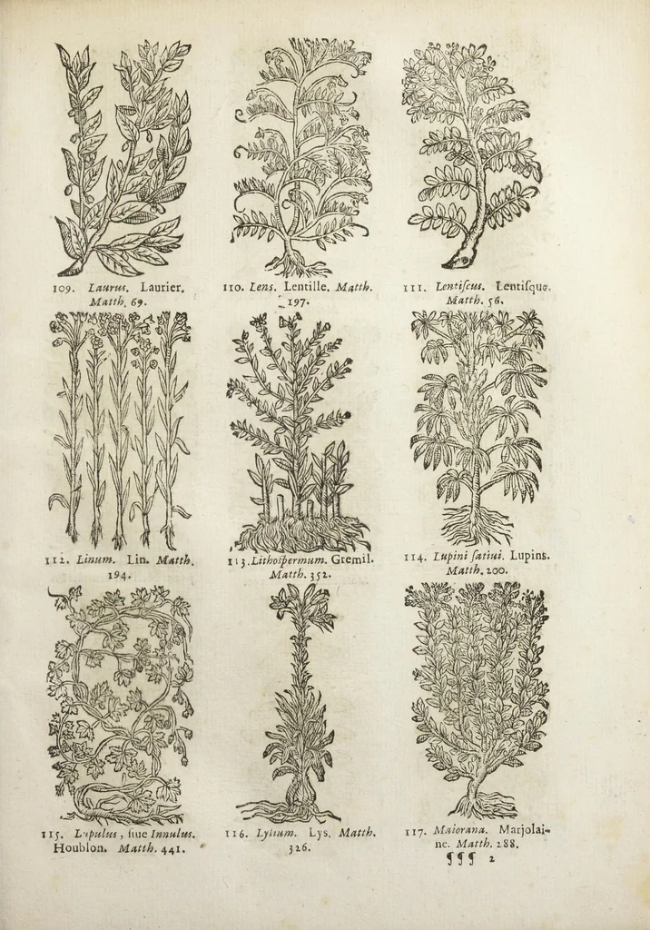 An illustration from Le Cours de médecine en francois, contenant le Miroir de beauté et santé corporelle. Par M. Louys Guyon Dolois, Sieur de la Nauche, Docteur en medecine. Et la Théorie avec un accomplissement de practique selon les principes tant dogmatiques, que chymiques, adjoustées à cette quatriesme edition. Avec une infinité d'observations, secrets & experiences, suivant la doctrine, tant des anciens que des modernes medecins, qui ont inventé & decouvert la circulation du sang, les veines lactées, leur receptacle, les vases lymphées, & autres nouveautez anatomiques & spagyriques : inconnues auparavant. A l'usage des medecins, chirurgiens, apothicaires, & autres ; Et utile aux communautez, hospitaux, & maison de campagne. Par M. Lazare Meyssonnier conseiller & medecin ordinaire du Roy, & de S.A.R. docteur de l'université de Montpellier, & professeur aggregé au College des medecins à Lyon. Où ont esté jointes les figures des plantes necessaires, & celles de l'anatomie en taille douce, pour se servir utilement de ce livre., 1664, leaf 797
