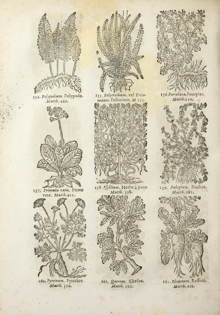 An illustration from Le Cours de médecine en francois, contenant le Miroir de beauté et santé corporelle. Par M. Louys Guyon Dolois, Sieur de la Nauche, Docteur en medecine. Et la Théorie avec un accomplissement de practique selon les principes tant dogmatiques, que chymiques, adjoustées à cette quatriesme edition. Avec une infinité d'observations, secrets & experiences, suivant la doctrine, tant des anciens que des modernes medecins, qui ont inventé & decouvert la circulation du sang, les veines lactées, leur receptacle, les vases lymphées, & autres nouveautez anatomiques & spagyriques : inconnues auparavant. A l'usage des medecins, chirurgiens, apothicaires, & autres ; Et utile aux communautez, hospitaux, & maison de campagne. Par M. Lazare Meyssonnier conseiller & medecin ordinaire du Roy, & de S.A.R. docteur de l'université de Montpellier, & professeur aggregé au College des medecins à Lyon. Où ont esté jointes les figures des plantes necessaires, & celles de l'anatomie en taille douce, pour se servir utilement de ce livre., 1664, leaf 802