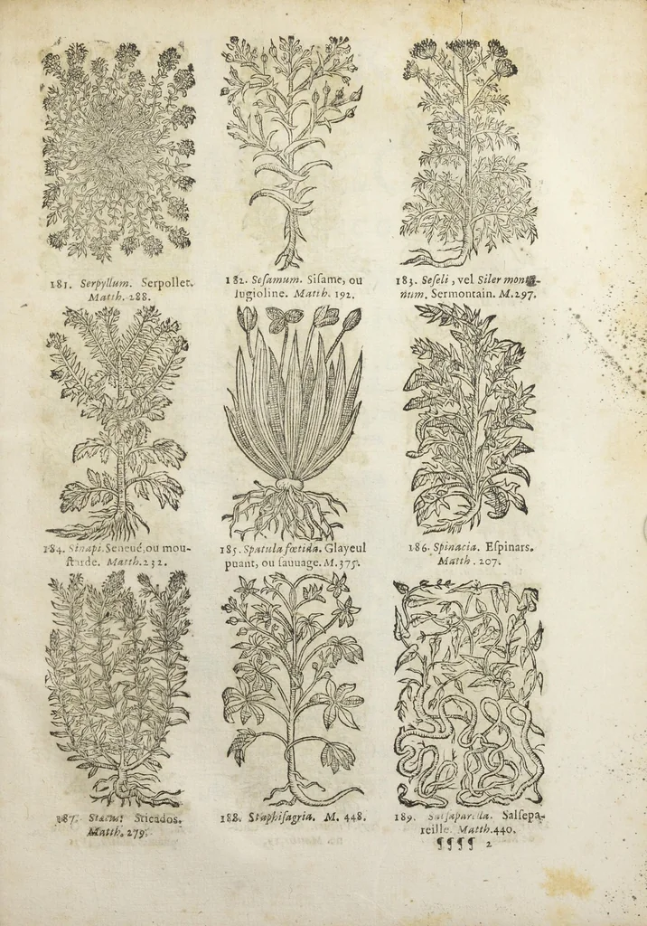 An illustration from Le Cours de médecine en francois, contenant le Miroir de beauté et santé corporelle. Par M. Louys Guyon Dolois, Sieur de la Nauche, Docteur en medecine. Et la Théorie avec un accomplissement de practique selon les principes tant dogmatiques, que chymiques, adjoustées à cette quatriesme edition. Avec une infinité d'observations, secrets & experiences, suivant la doctrine, tant des anciens que des modernes medecins, qui ont inventé & decouvert la circulation du sang, les veines lactées, leur receptacle, les vases lymphées, & autres nouveautez anatomiques & spagyriques : inconnues auparavant. A l'usage des medecins, chirurgiens, apothicaires, & autres ; Et utile aux communautez, hospitaux, & maison de campagne. Par M. Lazare Meyssonnier conseiller & medecin ordinaire du Roy, & de S.A.R. docteur de l'université de Montpellier, & professeur aggregé au College des medecins à Lyon. Où ont esté jointes les figures des plantes necessaires, & celles de l'anatomie en taille douce, pour se servir utilement de ce livre., 1664, leaf 805