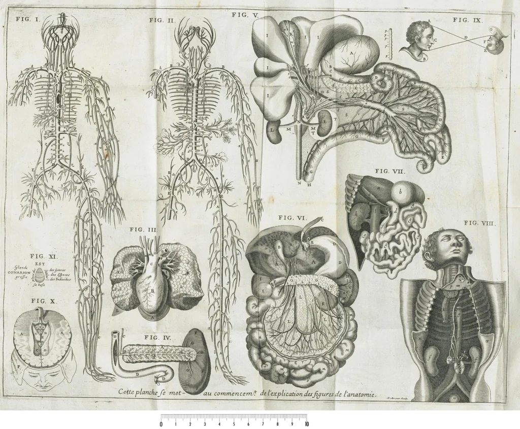 An illustration from Le Cours de médecine en francois, contenant le Miroir de beauté et santé corporelle. Par M. Louys Guyon Dolois, Sieur de la Nauche, Docteur en medecine. Et la Théorie avec un accomplissement de practique selon les principes tant dogmatiques, que chymiques, adjoustées à cette quatriesme edition. Avec une infinité d'observations, secrets & experiences, suivant la doctrine, tant des anciens que des modernes medecins, qui ont inventé & decouvert la circulation du sang, les veines lactées, leur receptacle, les vases lymphées, & autres nouveautez anatomiques & spagyriques : inconnues auparavant. A l'usage des medecins, chirurgiens, apothicaires, & autres ; Et utile aux communautez, hospitaux, & maison de campagne. Par M. Lazare Meyssonnier conseiller & medecin ordinaire du Roy, & de S.A.R. docteur de l'université de Montpellier, & professeur aggregé au College des medecins à Lyon. Où ont esté jointes les figures des plantes necessaires, & celles de l'anatomie en taille douce, pour se servir utilement de ce livre., 1664, leaf 859