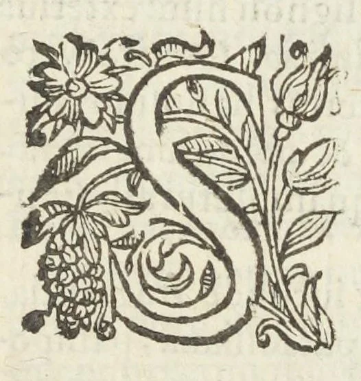 An illustration from Dispensatorium medicum, continens Institutionum pharmaceuticarum lib. V. De materia medica lib. III. Pharmacopoeam itidem sive Antidotarium varium & absolutissimum, auctore Joan. Renodæo Medic. Paris. Regio. Opus hac tertia editione ab auctore infinitis locis emendatum & immutatum, tertia plusquam parte auctum, ac suis indicibus necessariis instructum. Cui accessit Nicolai Epiphanii med. nobiliss. Pharmacon. Empirica., 1623, leaf 429