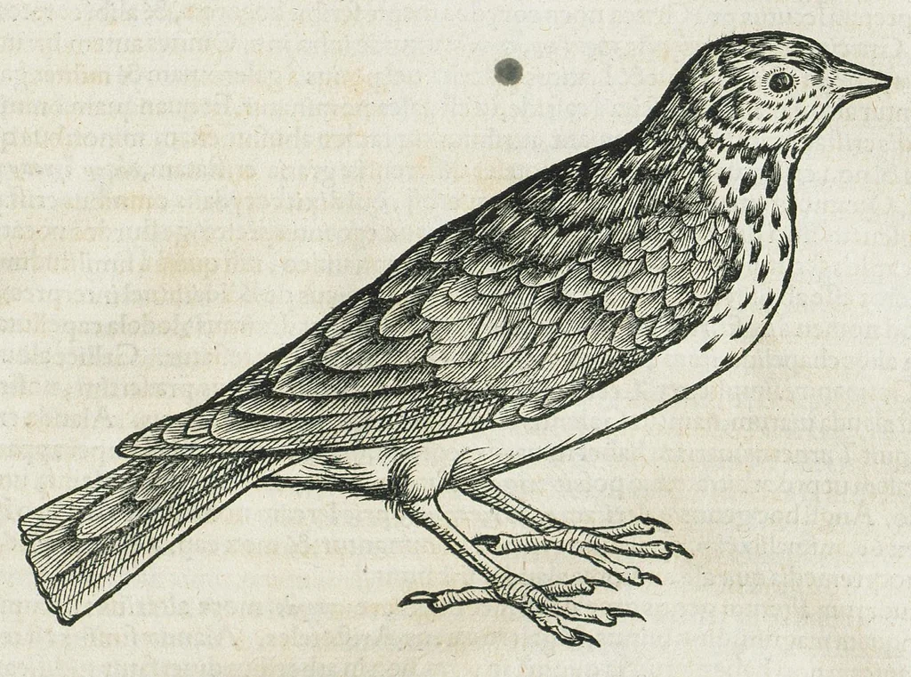 An illustration from Historiae animalium Liber III qui est de avium natura. Adjecti sunt ab initio indices alphabetici decem super nominibus avium in totidem linguis diversis : & ante illos enumeratio avium eo ordine quo in hoc volumine continentur, 1555, leaf 117