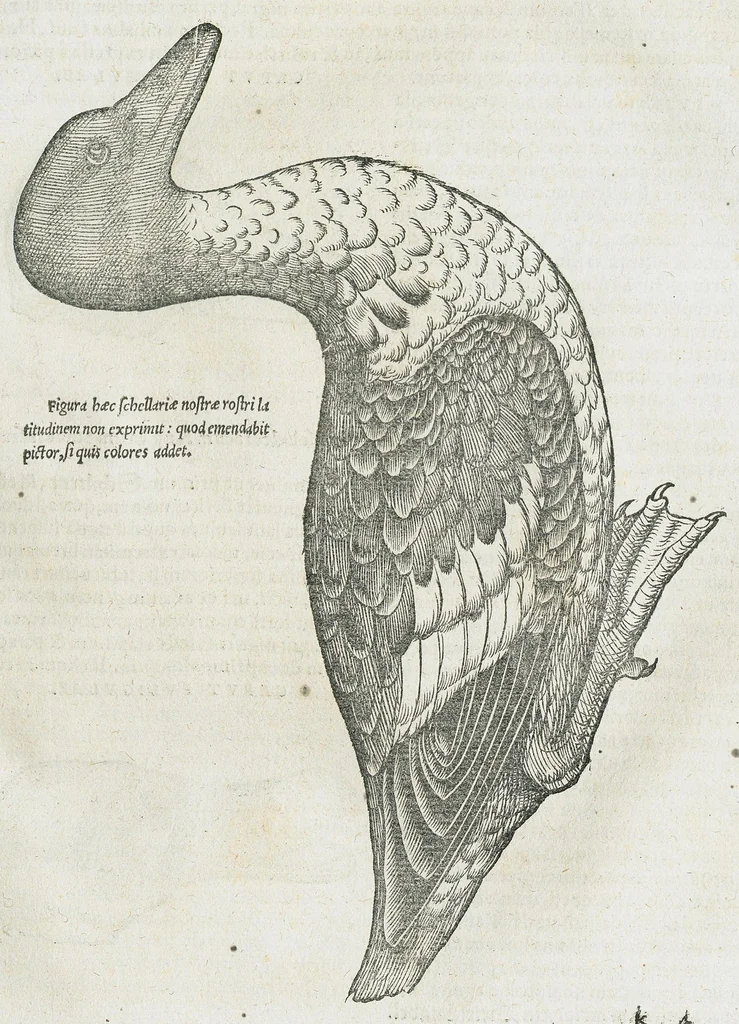 An illustration from Historiae animalium Liber III qui est de avium natura. Adjecti sunt ab initio indices alphabetici decem super nominibus avium in totidem linguis diversis : & ante illos enumeratio avium eo ordine quo in hoc volumine continentur, 1555, leaf 155