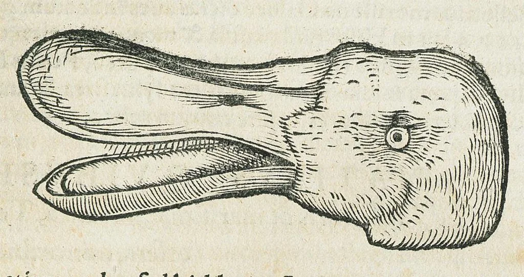 An illustration from Historiae animalium Liber III qui est de avium natura. Adjecti sunt ab initio indices alphabetici decem super nominibus avium in totidem linguis diversis : & ante illos enumeratio avium eo ordine quo in hoc volumine continentur, 1555, leaf 157