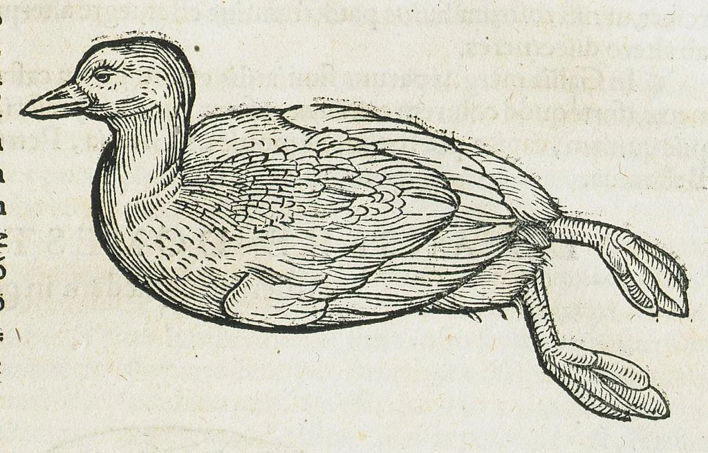 An illustration from Historiae animalium Liber III qui est de avium natura. Adjecti sunt ab initio indices alphabetici decem super nominibus avium in totidem linguis diversis : & ante illos enumeratio avium eo ordine quo in hoc volumine continentur, 1555, leaf 175