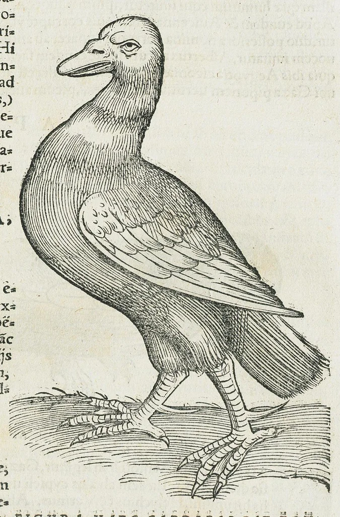An illustration from Historiae animalium Liber III qui est de avium natura. Adjecti sunt ab initio indices alphabetici decem super nominibus avium in totidem linguis diversis : & ante illos enumeratio avium eo ordine quo in hoc volumine continentur, 1555, leaf 199
