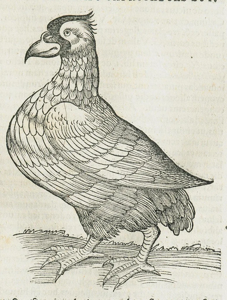 An illustration from Historiae animalium Liber III qui est de avium natura. Adjecti sunt ab initio indices alphabetici decem super nominibus avium in totidem linguis diversis : & ante illos enumeratio avium eo ordine quo in hoc volumine continentur, 1555, leaf 199