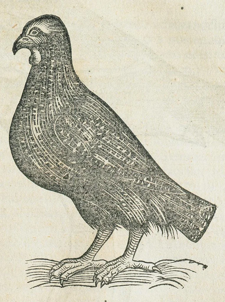 An illustration from Historiae animalium Liber III qui est de avium natura. Adjecti sunt ab initio indices alphabetici decem super nominibus avium in totidem linguis diversis : & ante illos enumeratio avium eo ordine quo in hoc volumine continentur, 1555, leaf 265