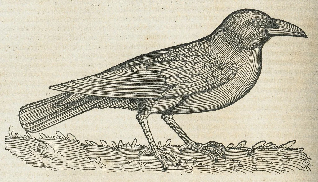 An illustration from Historiae animalium Liber III qui est de avium natura. Adjecti sunt ab initio indices alphabetici decem super nominibus avium in totidem linguis diversis : & ante illos enumeratio avium eo ordine quo in hoc volumine continentur, 1555, leaf 348
