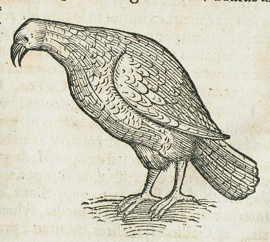An illustration from Historiae animalium Liber III qui est de avium natura. Adjecti sunt ab initio indices alphabetici decem super nominibus avium in totidem linguis diversis : & ante illos enumeratio avium eo ordine quo in hoc volumine continentur, 1555, leaf 500