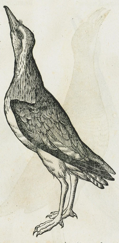 An illustration from Historiae animalium Liber III qui est de avium natura. Adjecti sunt ab initio indices alphabetici decem super nominibus avium in totidem linguis diversis : & ante illos enumeratio avium eo ordine quo in hoc volumine continentur, 1555, leaf 535