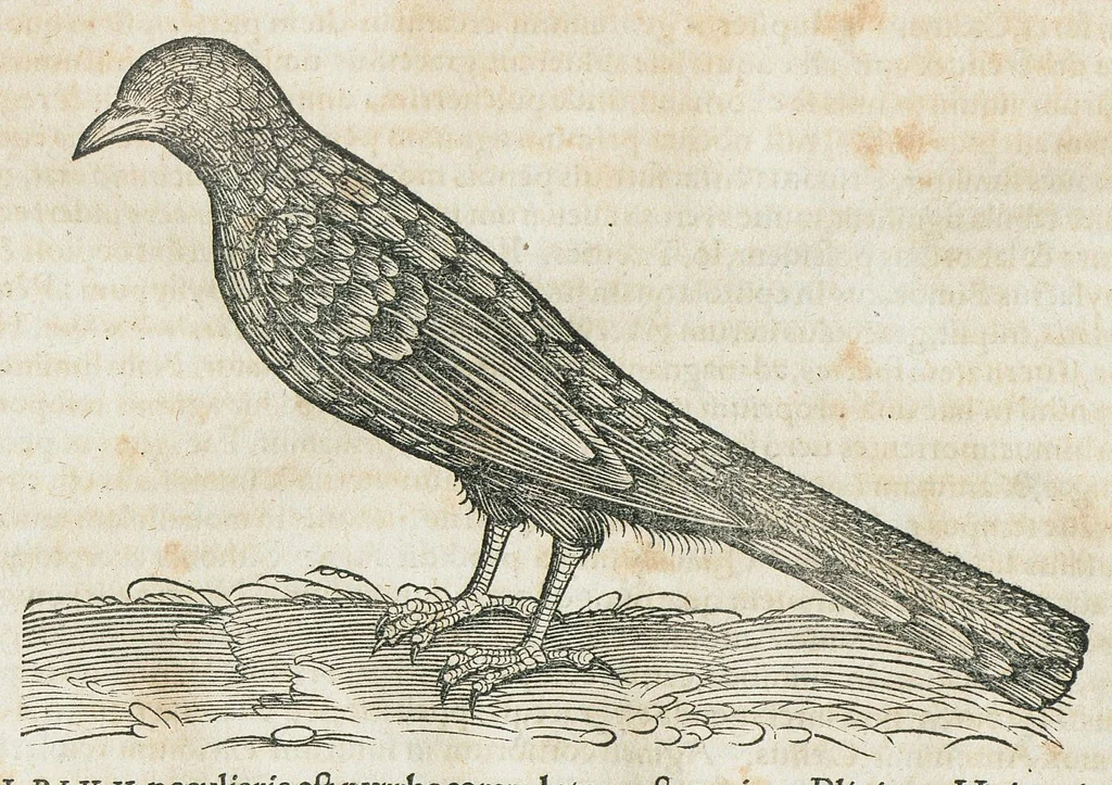 An illustration from Historiae animalium Liber III qui est de avium natura. Adjecti sunt ab initio indices alphabetici decem super nominibus avium in totidem linguis diversis : & ante illos enumeratio avium eo ordine quo in hoc volumine continentur, 1555, leaf 548