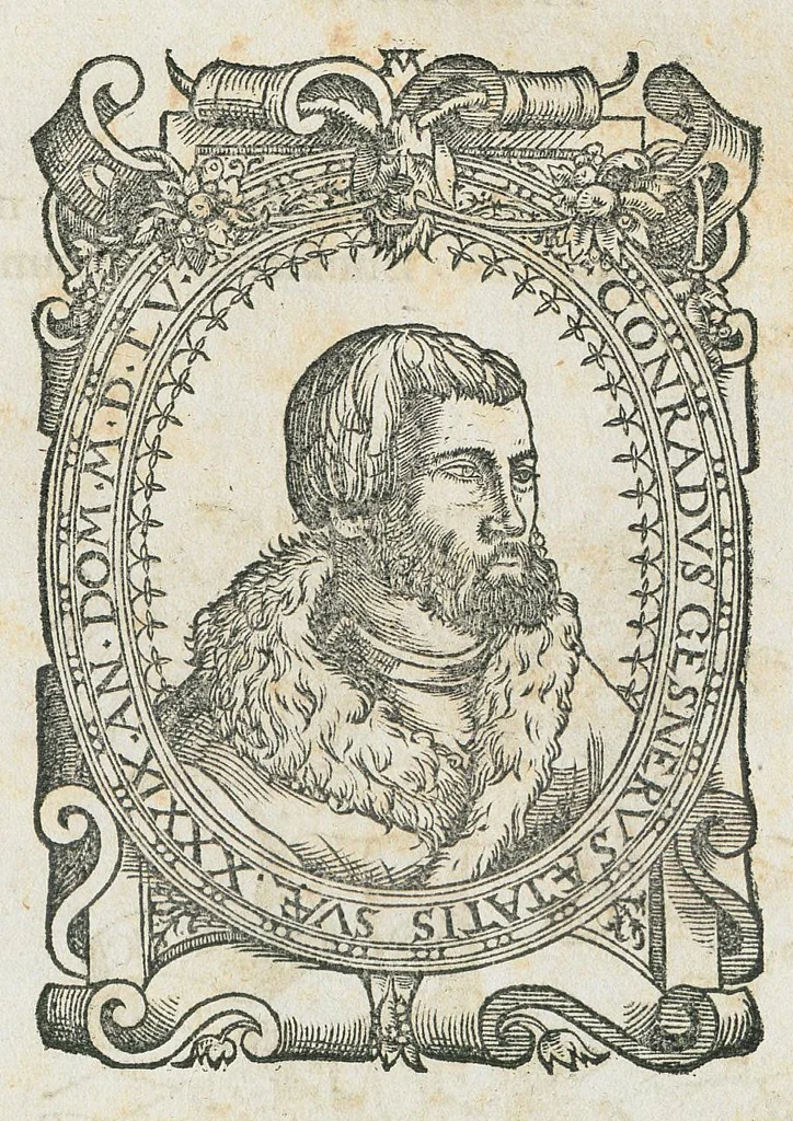 An illustration from Historiae animalium Liber III qui est de avium natura. Adjecti sunt ab initio indices alphabetici decem super nominibus avium in totidem linguis diversis : & ante illos enumeratio avium eo ordine quo in hoc volumine continentur, 1555, leaf 6