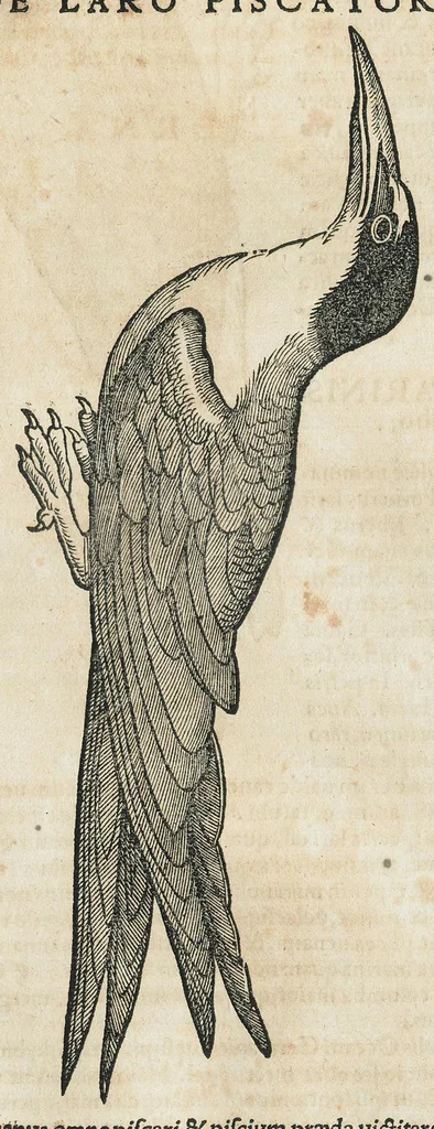 An illustration from Historiae animalium Liber III qui est de avium natura. Adjecti sunt ab initio indices alphabetici decem super nominibus avium in totidem linguis diversis : & ante illos enumeratio avium eo ordine quo in hoc volumine continentur, 1555, leaf 605