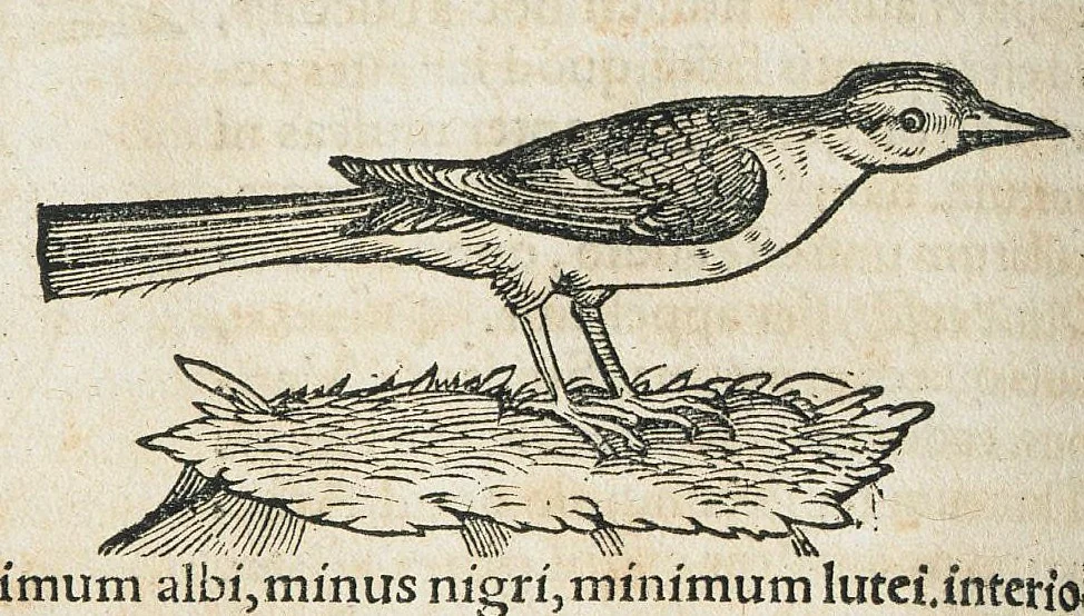 An illustration from Historiae animalium Liber III qui est de avium natura. Adjecti sunt ab initio indices alphabetici decem super nominibus avium in totidem linguis diversis : & ante illos enumeratio avium eo ordine quo in hoc volumine continentur, 1555, leaf 634