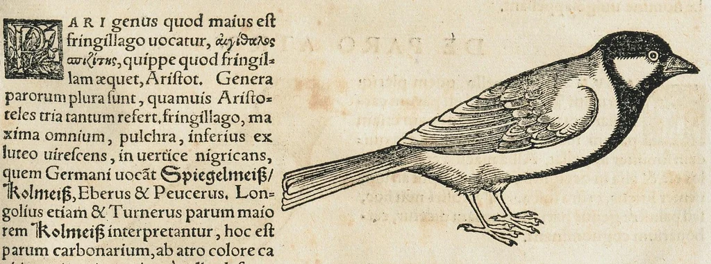 An illustration from Historiae animalium Liber III qui est de avium natura. Adjecti sunt ab initio indices alphabetici decem super nominibus avium in totidem linguis diversis : & ante illos enumeratio avium eo ordine quo in hoc volumine continentur, 1555, leaf 655