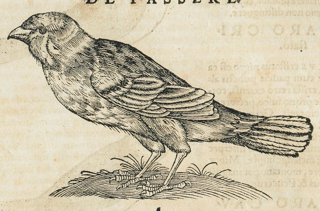 An illustration from Historiae animalium Liber III qui est de avium natura. Adjecti sunt ab initio indices alphabetici decem super nominibus avium in totidem linguis diversis : & ante illos enumeratio avium eo ordine quo in hoc volumine continentur, 1555, leaf 658